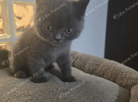 Kitten