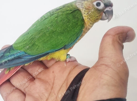 Baby conure with brand new cage