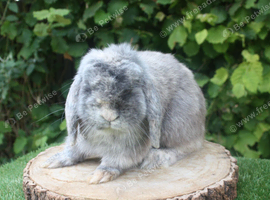 Mini lop male rabbit