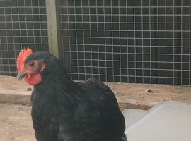 Pekin bantam Roos