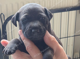 Gorgeous Patterdale puppies