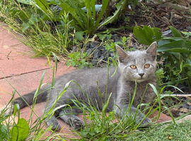 Hello, my name is Prada.