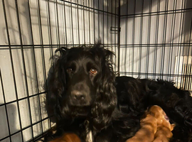2 golden cocker puppies