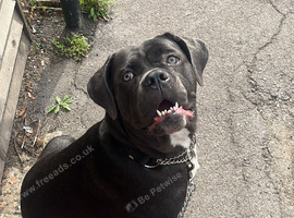 Pure bred blue cane corso