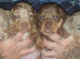 Cute little Miniature Dachshunds
