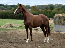 Very well bred, striking looking irish sports horse gelding