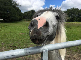 Stunning Welshie for sale