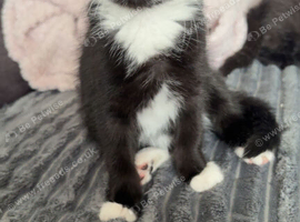 Kitten and muma cat for rehoming asap