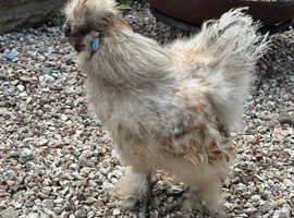 Silkie cockerel needs rehoming