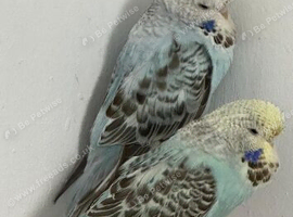 Exhibition baby budgie