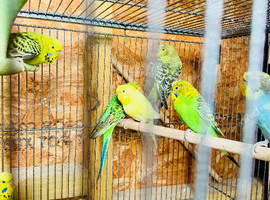 Young budgies