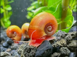 RAMSHORN SNAILS &mdash; &pound;2 EACH