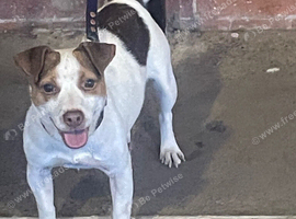 Jack russle girl 2 years old