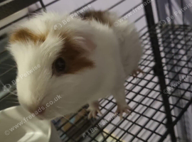 Female Guinea Pig