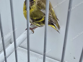BEAUTIFUL PROVEN PAIR MUTATION YELLOW PASTEL SISKINS