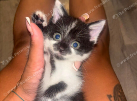 4 female kittens available