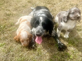️ beautiful cocker spaniel puppy&rsquo;s for sale ️