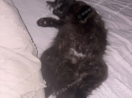 Beautiful Long-Haired Female Kitten Looking for a Loving Home