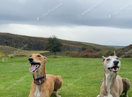 Two greyhounds