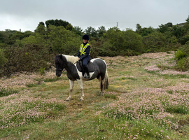13.2 4yr old mare