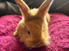 Baby mini lion lops