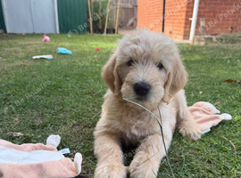 * LAST TWO* Goldendoodles Essex