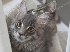 MAINE COON SILVER BLUE TABBY KITTEN BOY FOR SALE