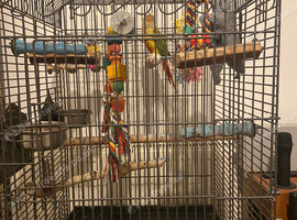Female conure