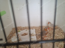 Pair zebra of finches