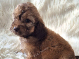 2 COCKAPOO BOYS LEFT READY TO LEAVE THIS WEEKEND