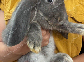 Beautiful Quality French Lops