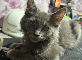 Beautifull 12 week old female maincoon