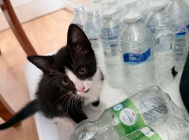 3 beautiful kittens looking for a new home boy and girl
