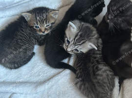 Ragdoll x 4 beautiful kittens for sale
