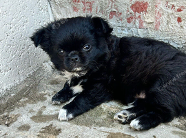 Kc long coat chihuahua