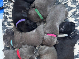 KC Staffordshire bull terriers puppies
