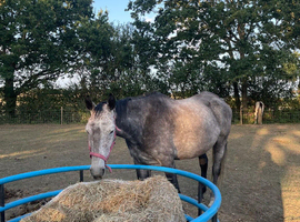 16.1hh 9yo ISH Mare