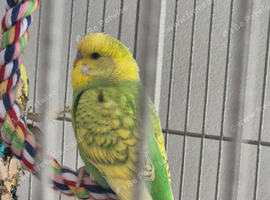 Young Male Budgie