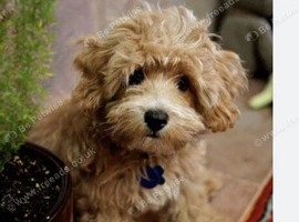 Wanting a Westiepoo
