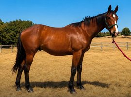Beautiful 2yr Irish Sports Horse Gelding