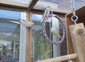 for sale ringnecks &pound;200 each semi tame and cockatiels &pound;80 each