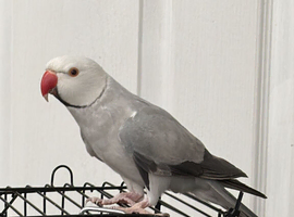 Tame Indians Ringneck