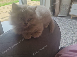 Two beautiful kittens