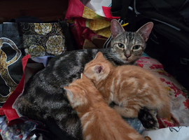 3 Ginger Ninjas for loving homes