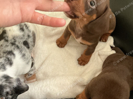 Miniature dachshund