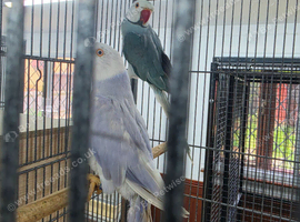 Breeding Pairs of Indian Ringnecks for sale