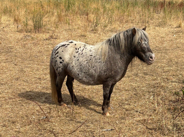 Shetland pony