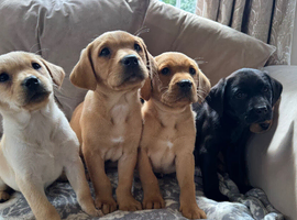 Stunning kc registered Labrador puppies