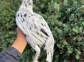 Pure lassani Bengham aseel hen