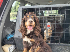 Cocker bitch pups